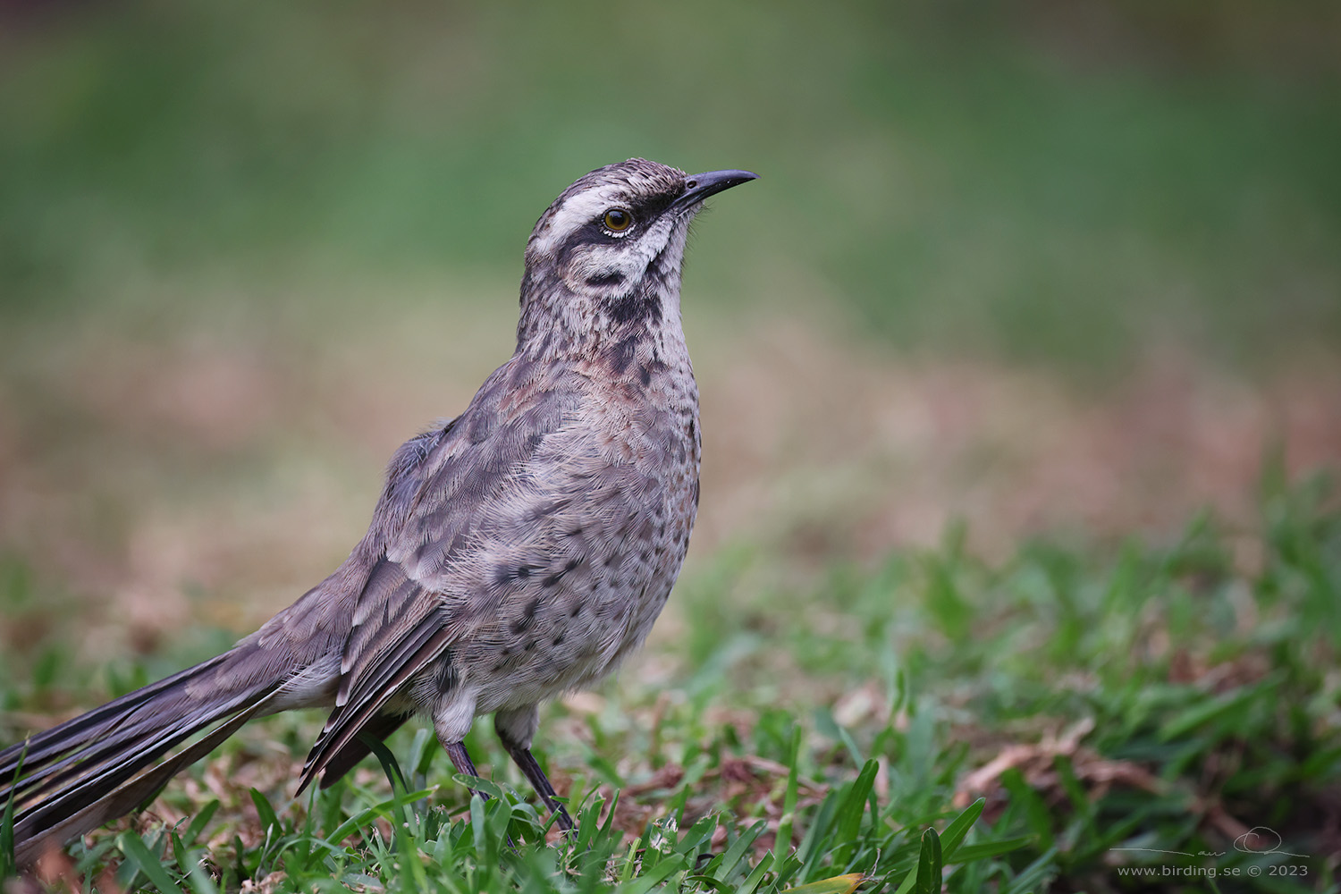 LONG-TAILED MOCKINGBIRD (Mimus longicaudatus) - Stäng / close