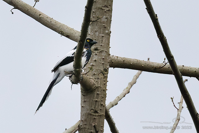 MAGPIE TANAGER (Cissopis leverianus) - Stäng / close