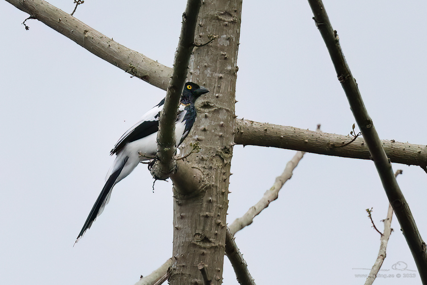 MAGPIE TANAGER (Cissopis leverianus) - Stäng / close