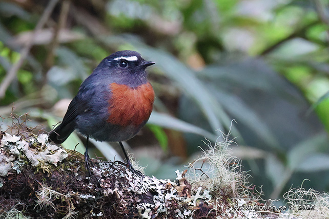 MAROON-BELTED CHAT-TYRANT (Ochthoeca thoracica) - Stäng / close