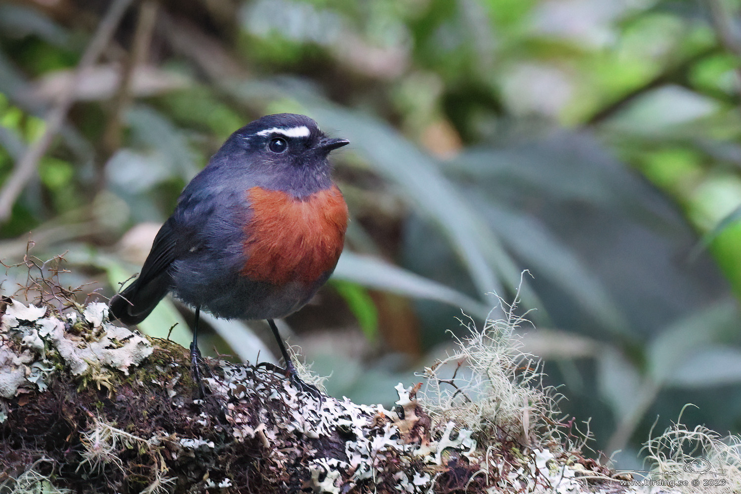 MAROON-BELTED CHAT-TYRANT (Ochthoeca thoracica) - Stäng / close