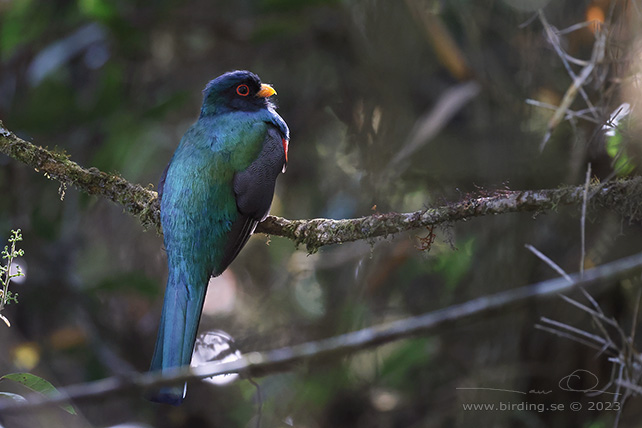 MASKED TROGON (Trogon personatus) - Stäng / close