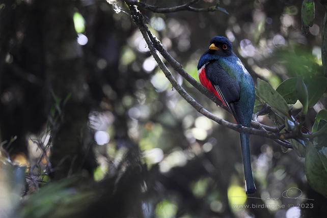 MASKED TROGON (Trogon personatus) - Stäng / close