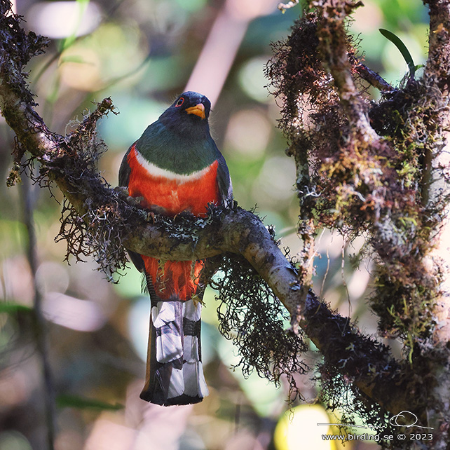MASKED TROGON (Trogon personatus) - Stäng / close
