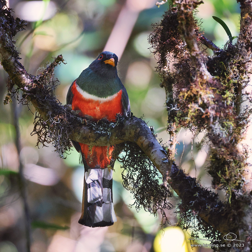 MASKED TROGON (Trogon personatus) - Stäng / close