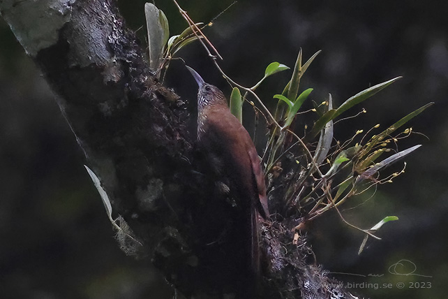 MONTANE WOODCREEPER (Lepidocolaptes lacrymiger) - Stäng / close
