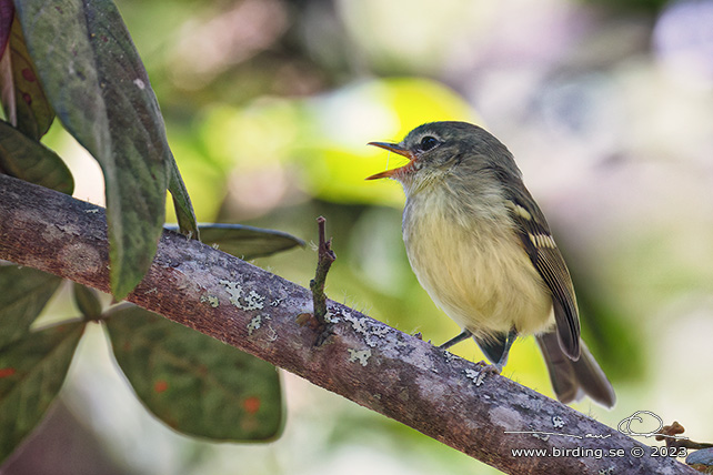 MOTTLE-CHEEKED TYRANNULET (Phylloscartes ventralis) - Stäng / close