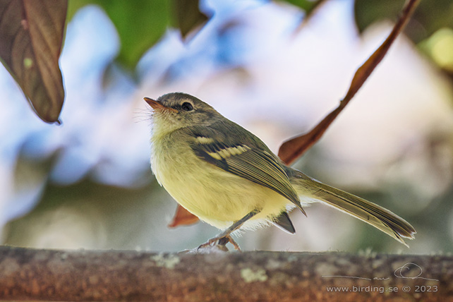 MOTTLE-CHEEKED TYRANNULET (Phylloscartes ventralis) - Stäng / close