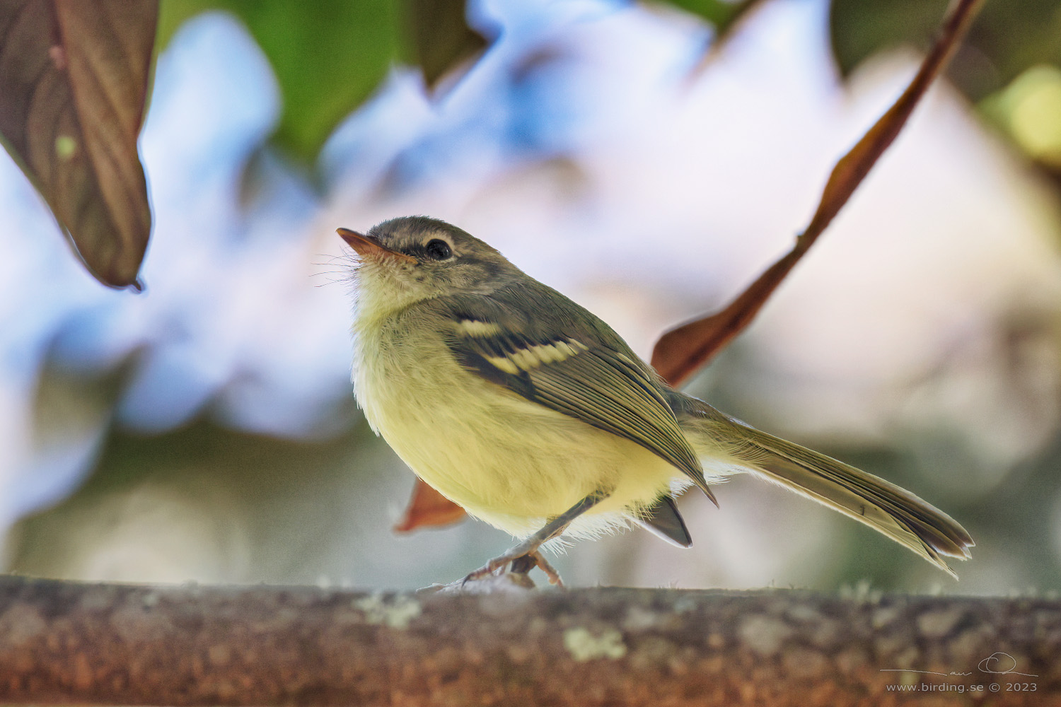 MOTTLE-CHEEKED TYRANNULET (Phylloscartes ventralis) - Stäng / close