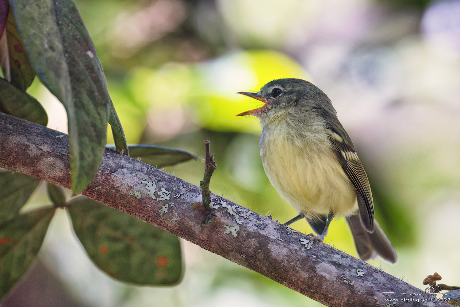MOTTLE-CHEEKED TYRANNULET (Phylloscartes ventralis) - Stäng / close