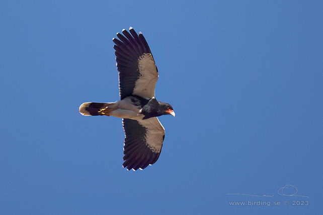MOUNTAIN CARACARA (Phalcoboenus megalopterus) - Stäng / close