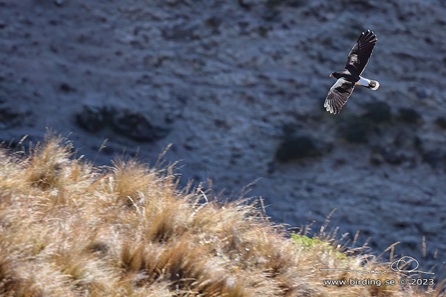 MOUNTAIN CARACARA (Phalcoboenus megalopterus) - Stäng / close
