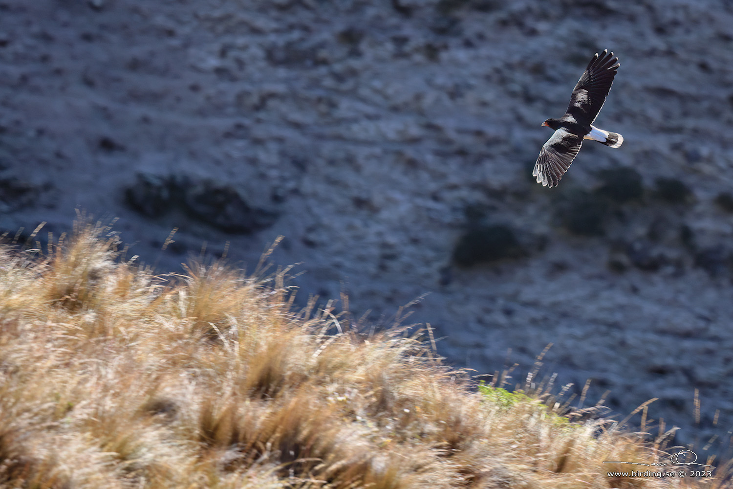 MOUNTAIN CARACARA (Phalcoboenus megalopterus) - Stäng / close