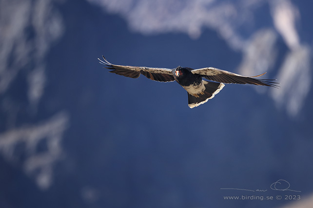 MOUNTAIN CARACARA (Phalcoboenus megalopterus) - Stäng / close