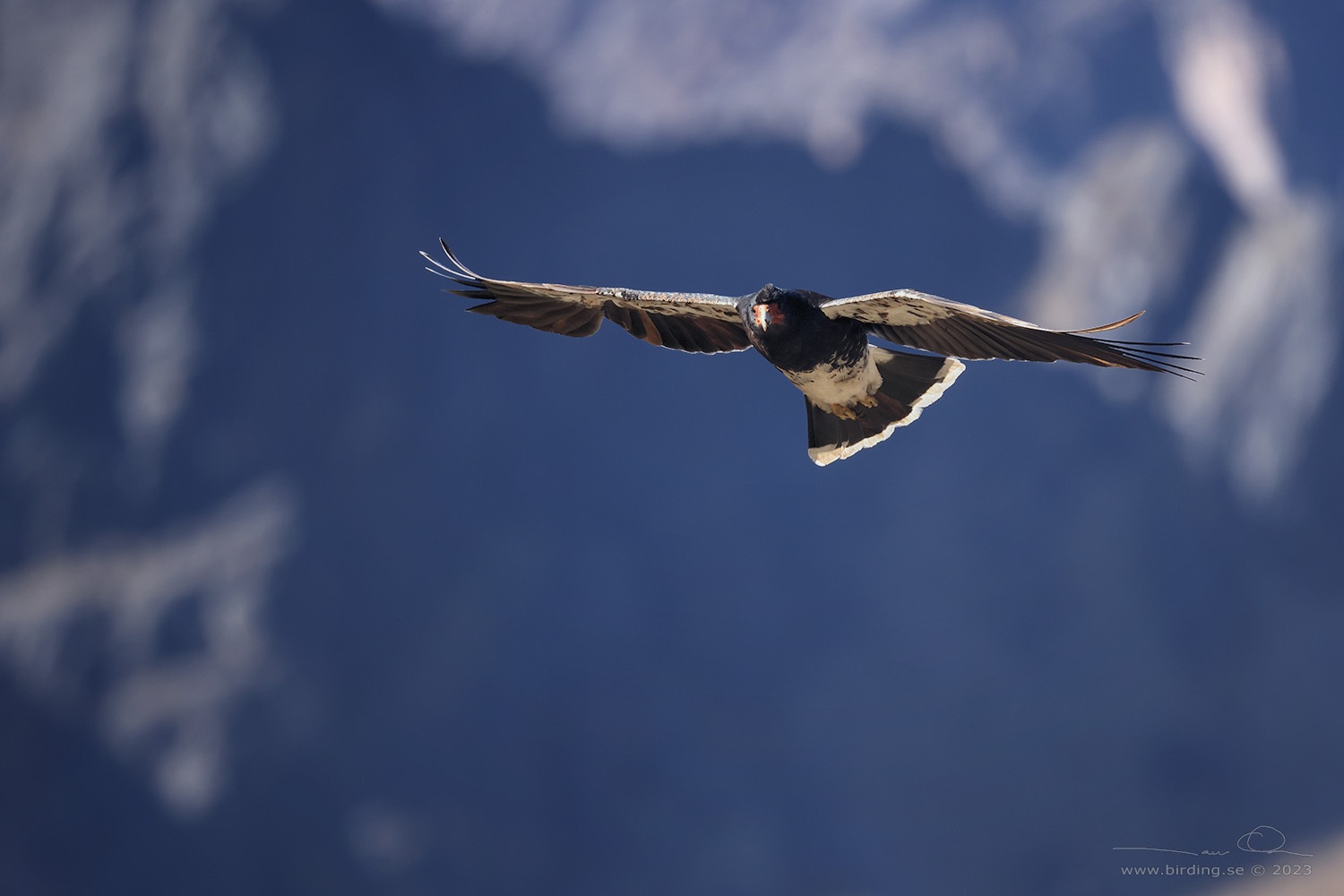 MOUNTAIN CARACARA (Phalcoboenus megalopterus) - Stäng / close