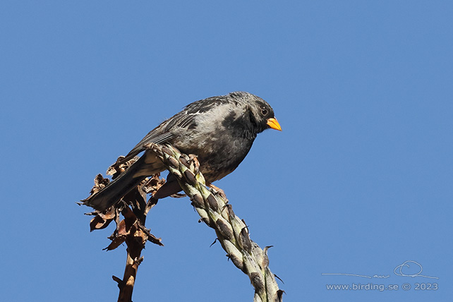 MOURNING SIERRA FINCH (Rhopospina fruticeti) - Stäng / close