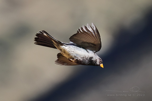 MOURNING SIERRA FINCH (Rhopospina fruticeti) - Stäng / close