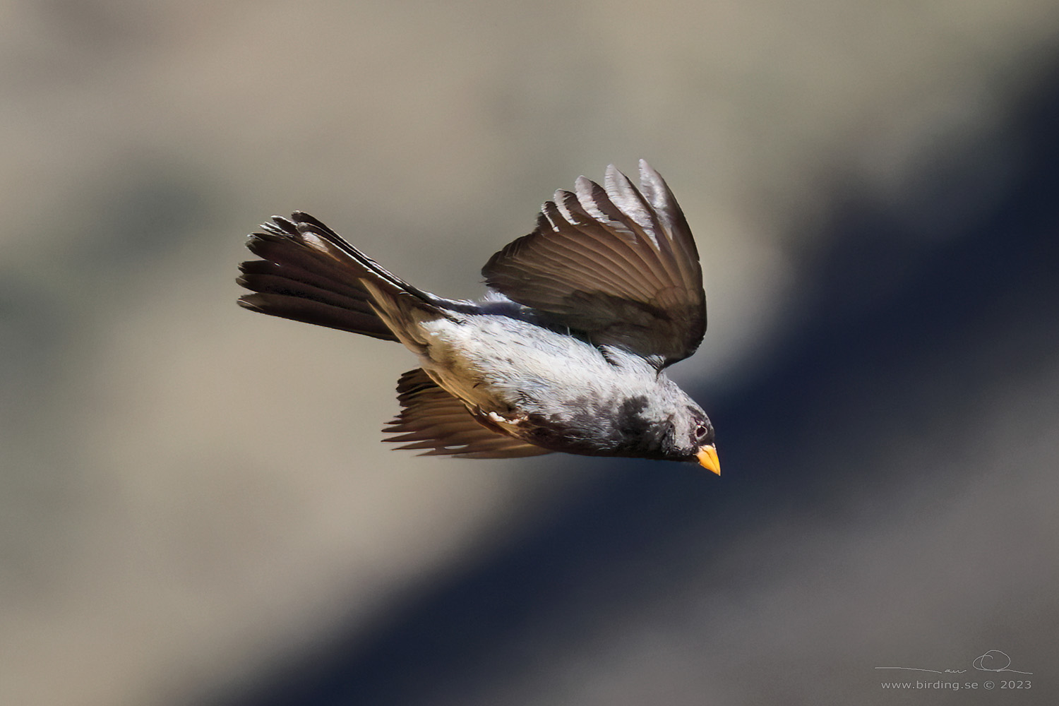 MOURNING SIERRA FINCH (Rhopospina fruticeti) - Stäng / close