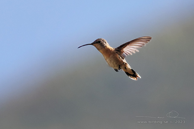 PURPLE-COLLARED WOODSTAR (Myrtis fanny) - stor bild / full size