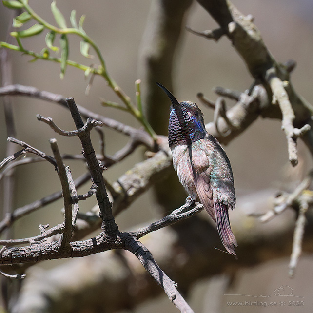 PURPLE-COLLARED WOODSTAR (Myrtis fanny) - stor bild / full size