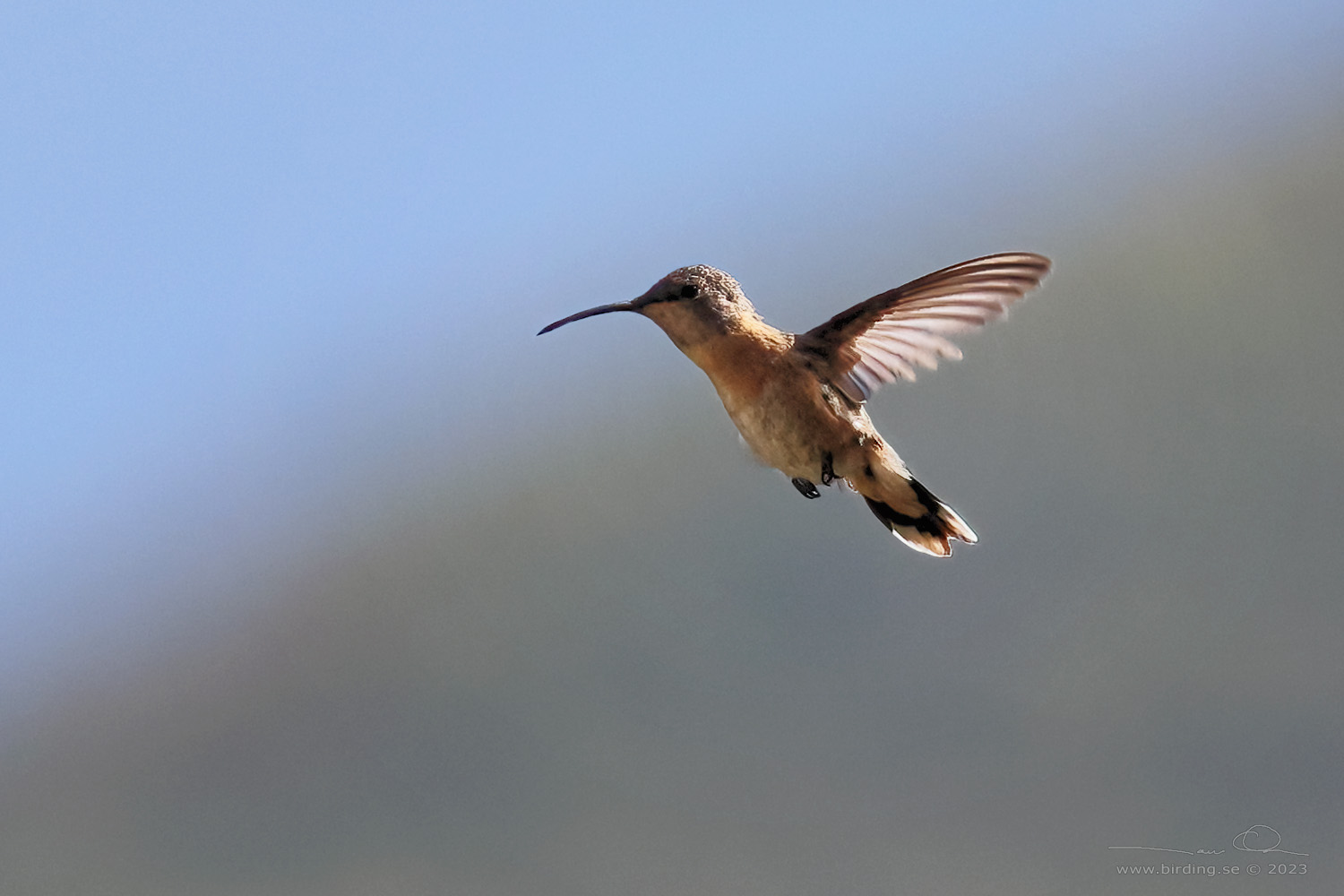 PURPLE-COLLARED WOODSTAR (Myrtis fanny) - Stäng / close