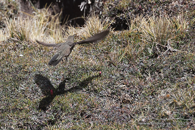 OLIVACEOUS THORNBILL (Chalcostigma olivaceum) - Stäng / close