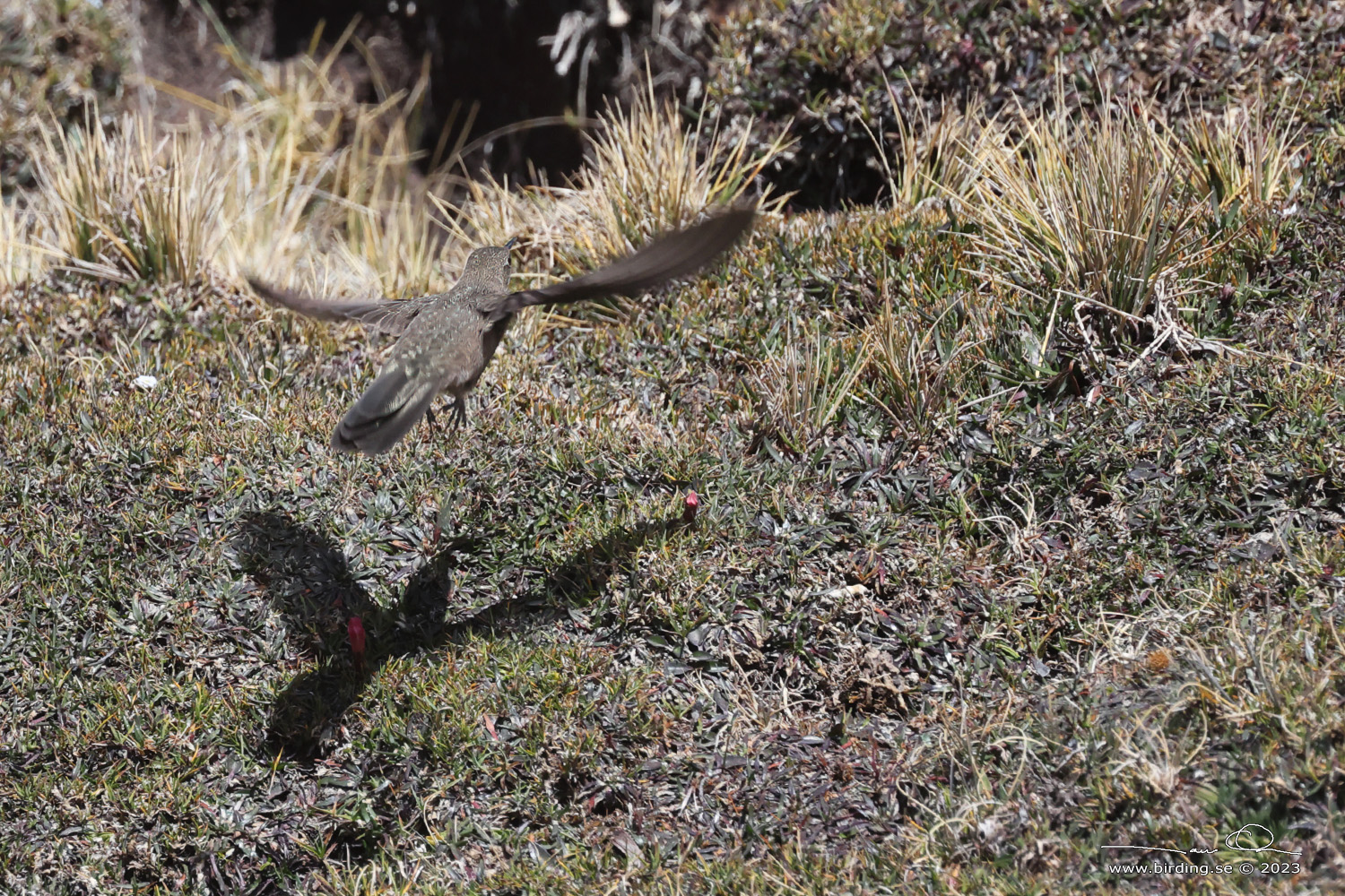 OLIVACEOUS THORNBILL (Chalcostigma olivaceum) - Stäng / close