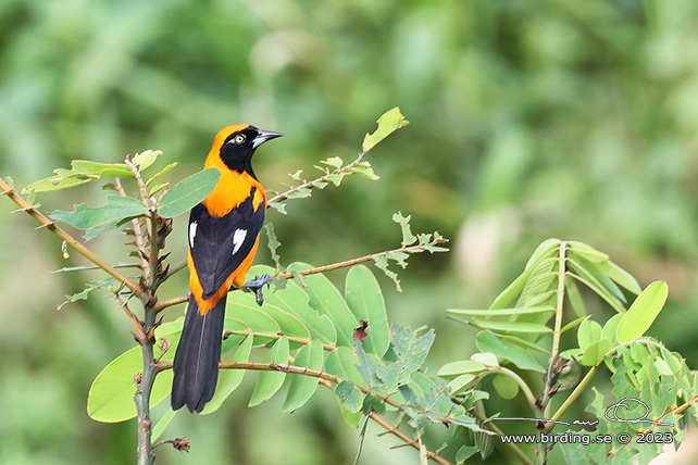 ORANGE-BACKED TROUPIAL (Icterus croconotus) - Stäng / close