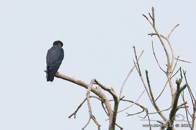 ORANGE-BREASTED FALCON (Falco deiroleucus) - Stäng / close