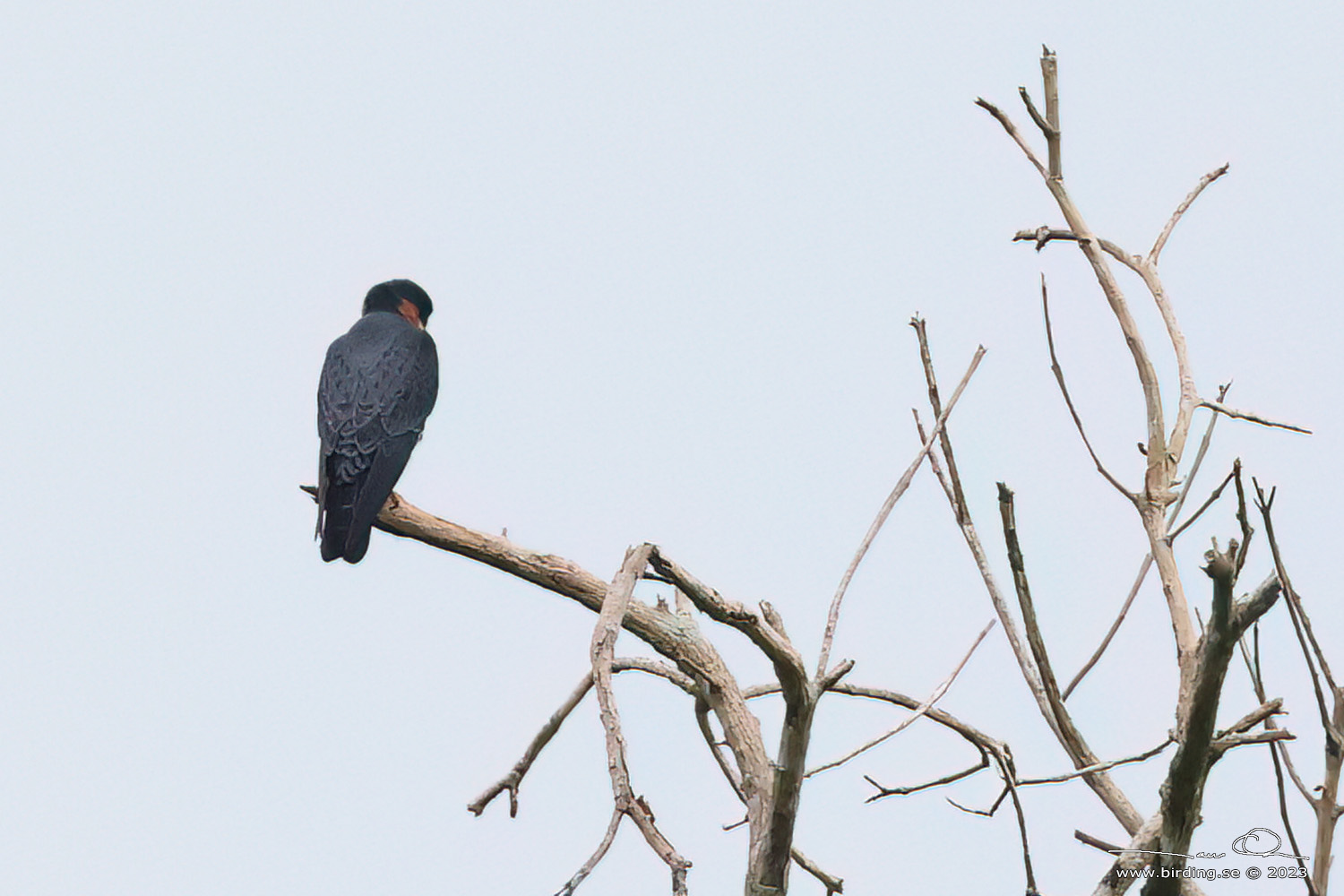 ORANGE-BREASTED FALCON (Falco deiroleucus) - Stäng / close