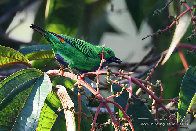 ORANGE-EARED TANAGER (Chlorochrysa calliparaea) - Stäng / close