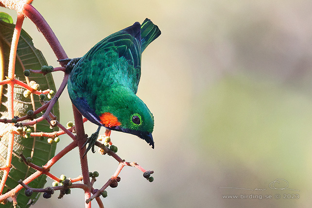 ORANGE-EARED TANAGER (Chlorochrysa calliparaea) - Stäng / close