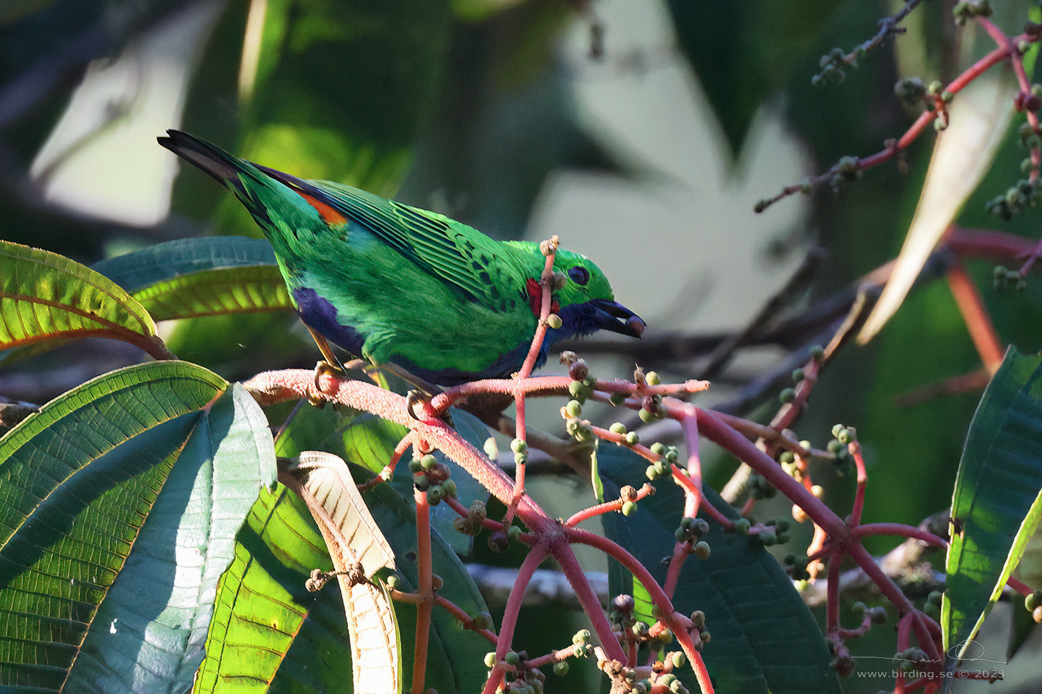 ORANGE-EARED TANAGER (Chlorochrysa calliparaea) - Stäng / close