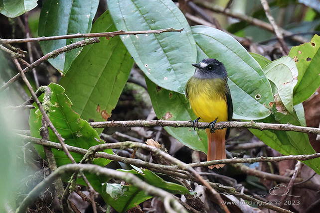 ORNATE FLYCATCHER (Myiotriccus ornatus) - Stäng / close