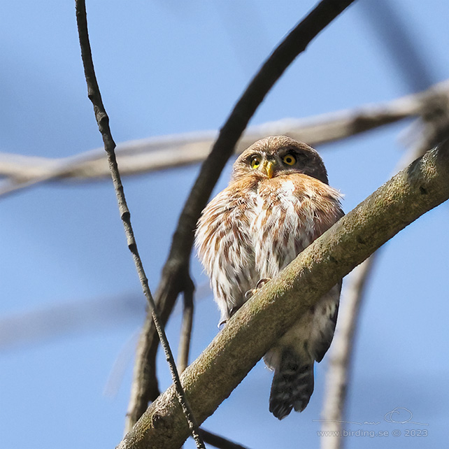 PACIFIC PYGMY OWL (Glaucidium peruanum) - Stäng / close