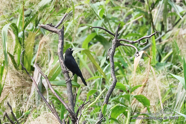 PALE-EYED BLACKBIRD (Agelasticus xanthophthalmus) - Stäng / close