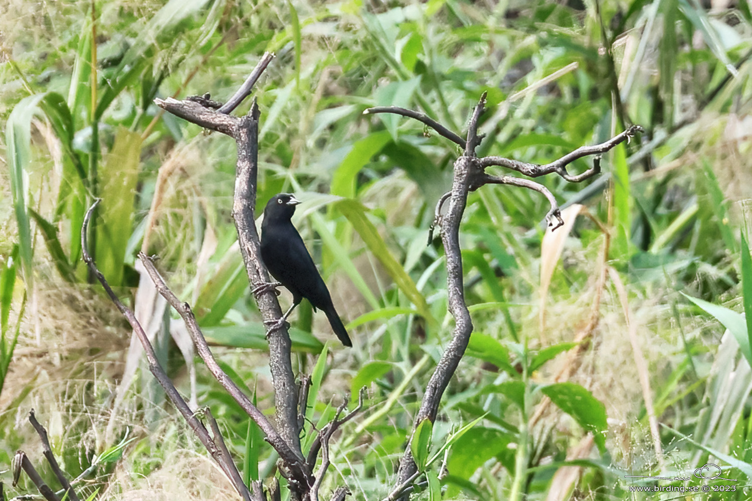 PALE-EYED BLACKBIRD (Agelasticus xanthophthalmus) - Stäng / close