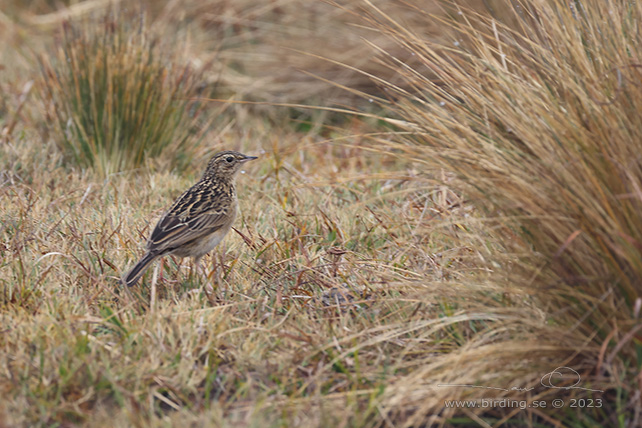 PARAMO PIPIT (Anthus bogotensis) - Stäng / close