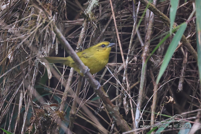 PARODI'S HEMISPINGUS (Kleinothraupis parodii) - Stäng / close
