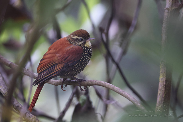 PEARLED TREERUNNER (Margarornis squamiger) - Stäng / close