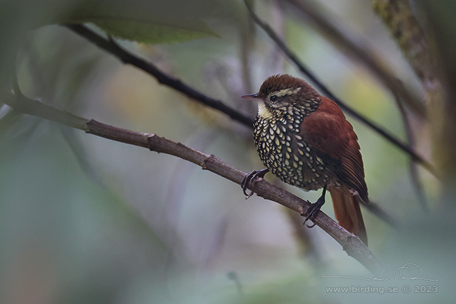 PEARLED TREERUNNER (Margarornis squamiger) - Stäng / close