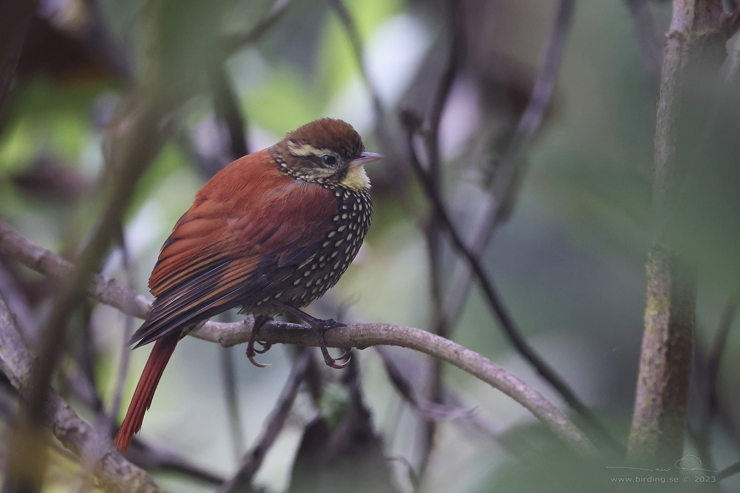 PEARLED TREERUNNER (Margarornis squamiger) - Stäng / close