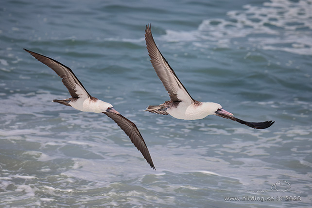 PERUVIAN BOOBY (Sula variegata) - Stäng / close