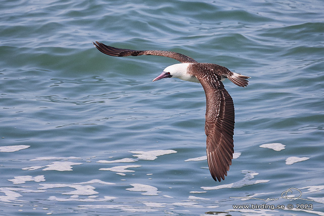 PERUVIAN BOOBY (Sula variegata) - Stäng / close