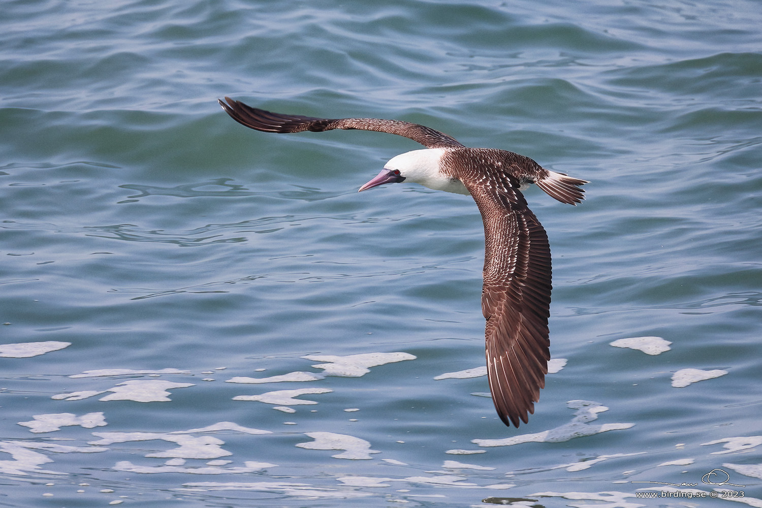 PERUVIAN BOOBY (Sula variegata) - Stäng / close