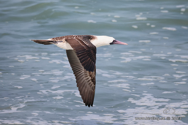 PERUVIAN BOOBY (Sula variegata) - Stäng / close
