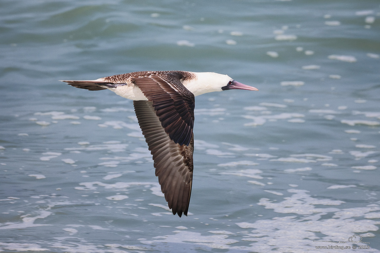 PERUVIAN BOOBY (Sula variegata) - Stäng / close