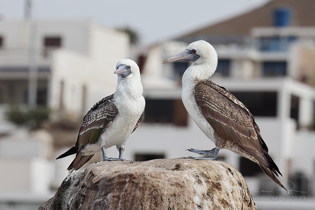 PERUVIAN BOOBY (Sula variegata) - Stäng / close