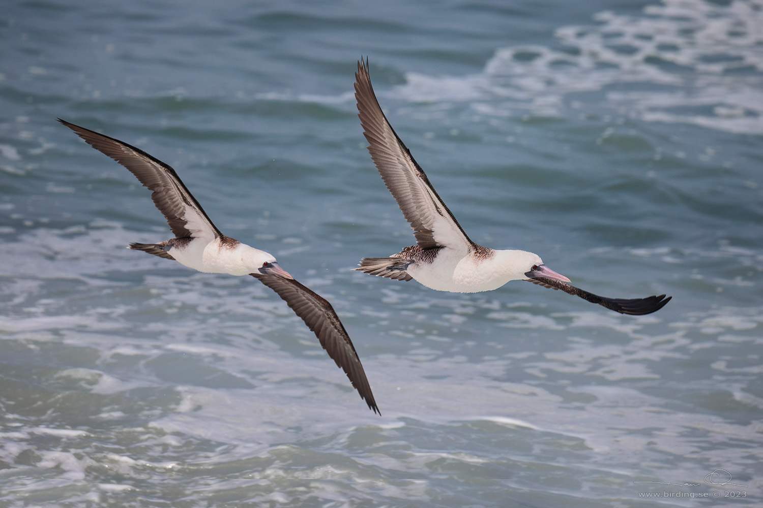 PERUVIAN BOOBY (Sula variegata) - Stäng / close