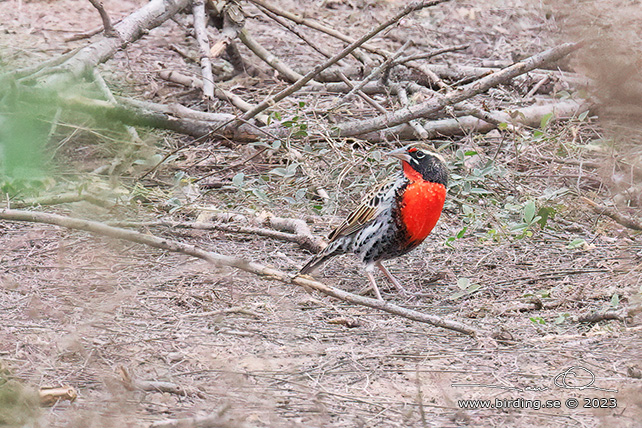 PERUVIAN MEADOWLARK (Leistes bellicosus) - Stäng / close